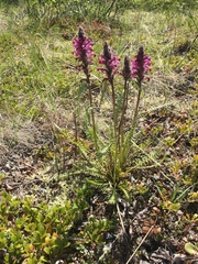 Pedicularis sudetica interior