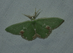 Comibaena bajularia