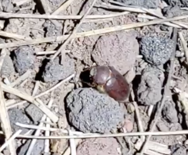 iNaturalist observation photo of May Beetles