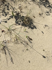 Carex sabulosa
