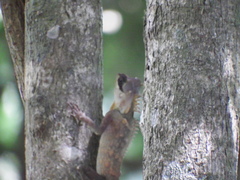 Acanthosaura cardamomensis