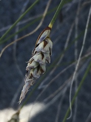 Carex filifolia
