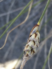 Carex filifolia