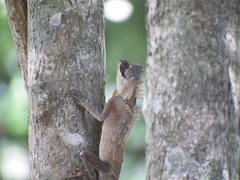 Acanthosaura cardamomensis