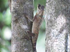 Acanthosaura cardamomensis
