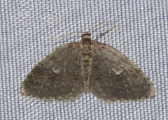 Operophterini