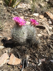 Rapicactus beguinii
