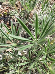Lupinus kuschei
