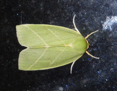 Bena bicolorana