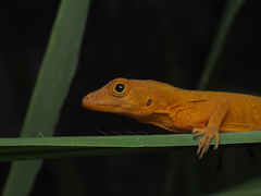 Noble's Anole photo 2