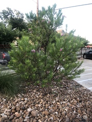 Chilopsis linearis