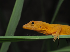 Noble's Anole photo 3