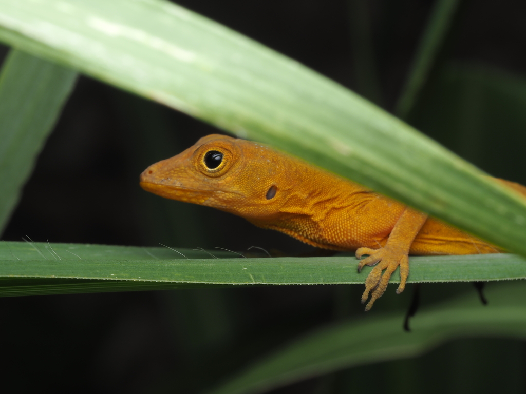 Noble's Anole