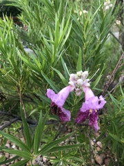Chilopsis linearis