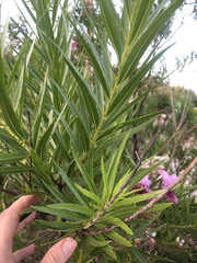 Chilopsis linearis