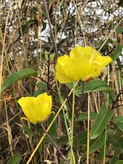 Calochortus weedii weedii