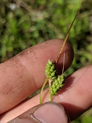 Carex hirsutella
