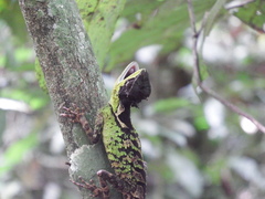 Acanthosaura lepidogaster