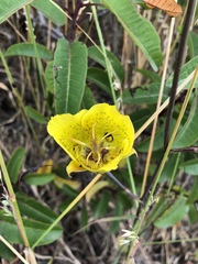 Calochortus weedii weedii