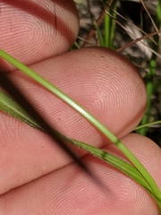 Carex hirsutella