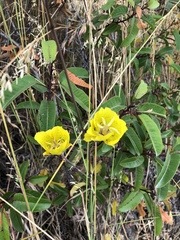 Calochortus weedii weedii