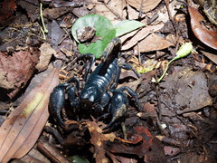 Heterometrus laoticus