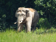 Elephas maximus