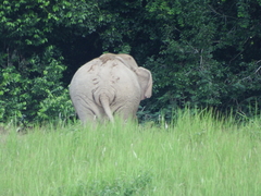 Elephas maximus