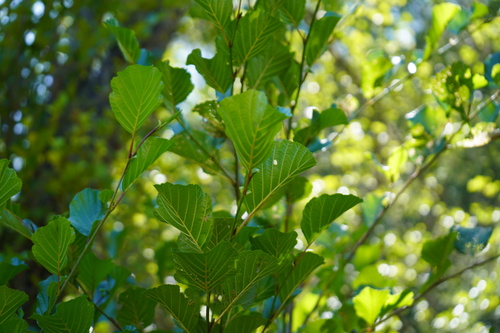 Image of Alnus lusitanica by (c) Diego Rodríguez Hernández, some rights reserved (CC BY)