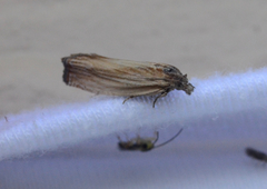 Eucosma umbrastriana