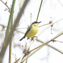 Todirostrum cinereum