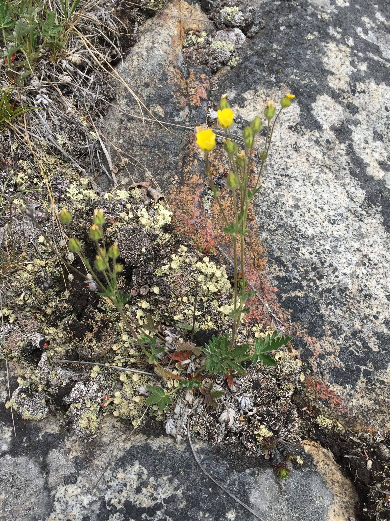 Potentilla furcata
