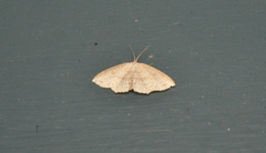 Cyclophora dataria