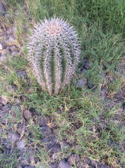 Cactaceae