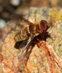 Lepidanthrax oribates