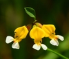 Meadow Bird's Foot Trefoil - Photo (c) David Greenberger, some rights reserved (CC BY-NC-ND), uploaded by David Greenberger