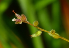 Myosotis discolor