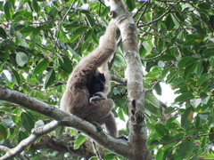 Hylobates pileatus