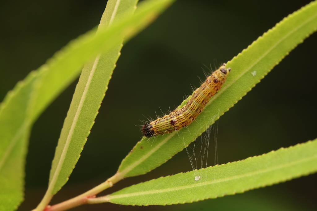 Angle-lined Prominent
