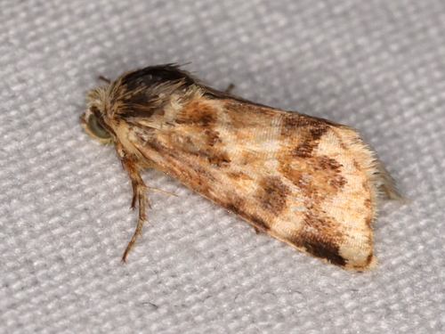 Erigeron Flower Moth photo 3