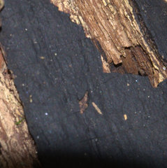 Biscogniauxia nummularia