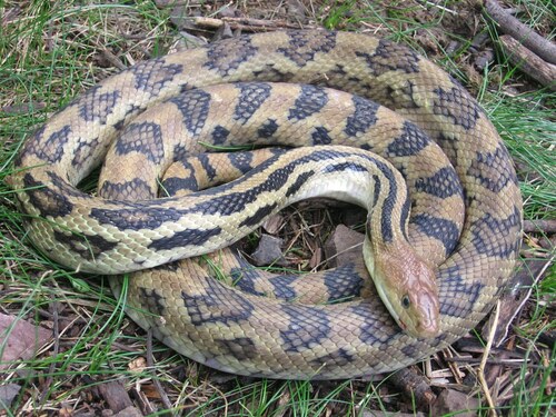 Middle American Gopher Snake