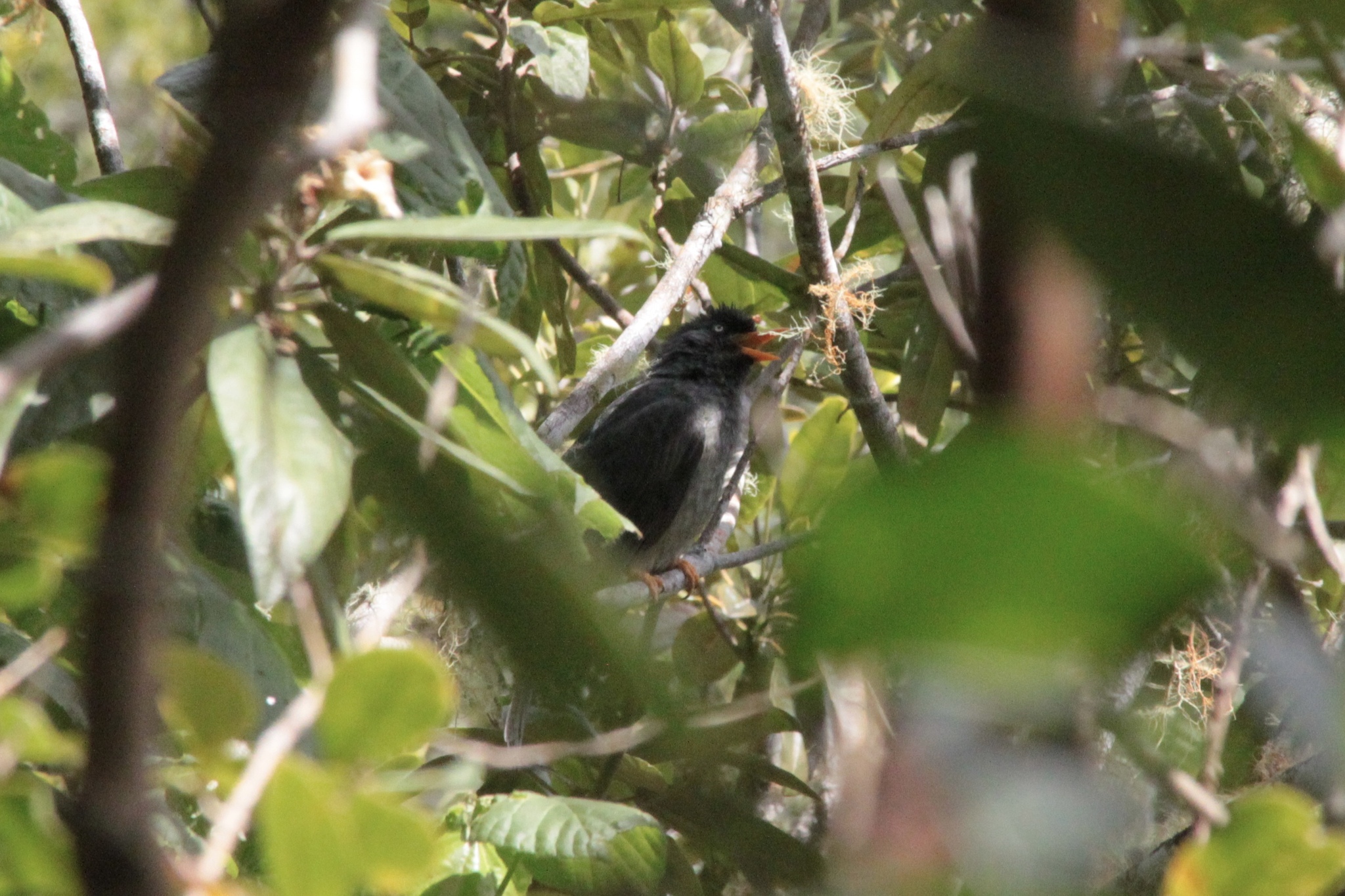 Reunion Bulbul (Hypsipetes borbonicus), photo 2