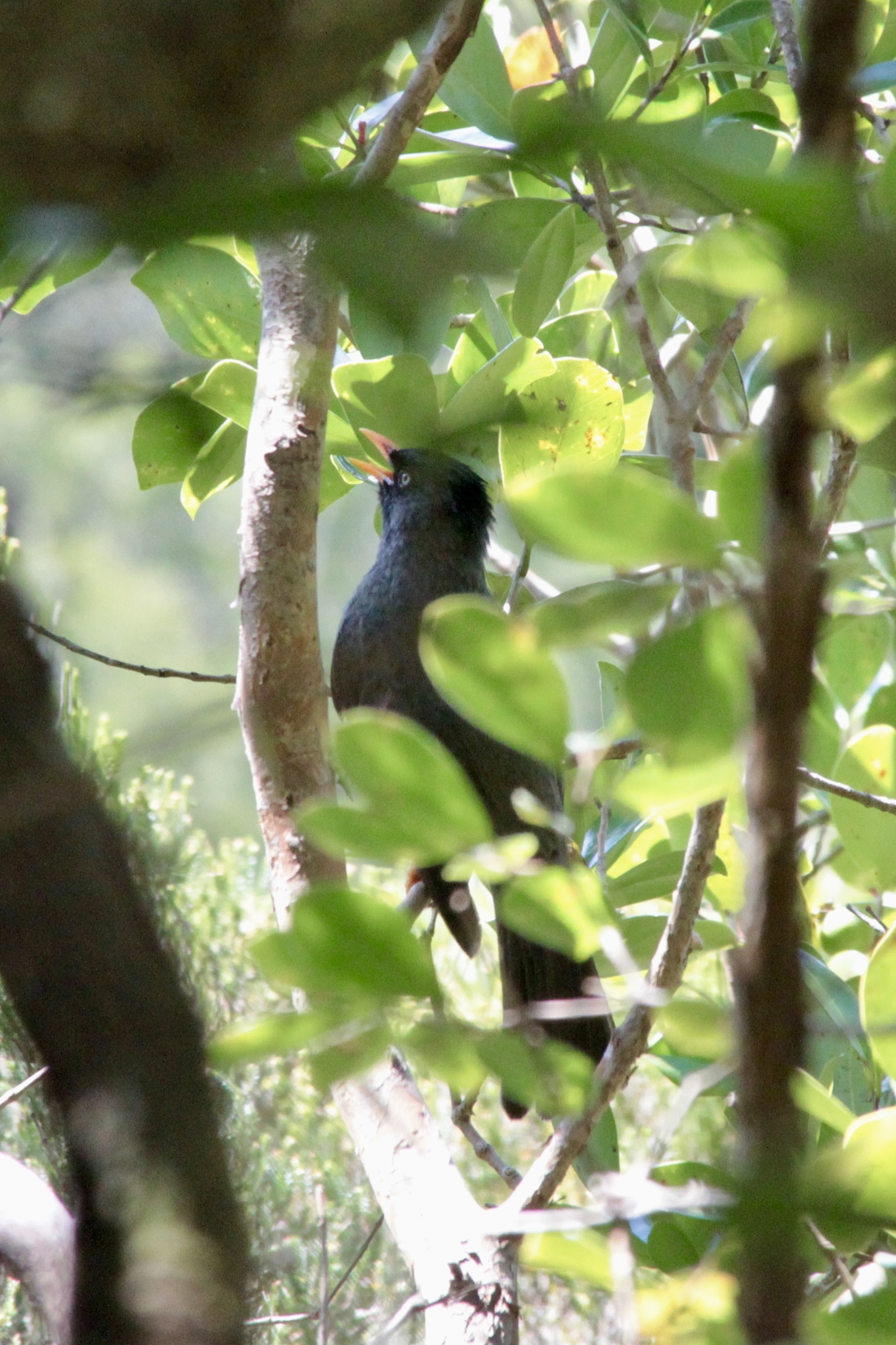 Reunion Bulbul (Hypsipetes borbonicus), photo 6