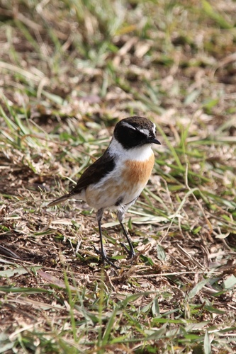Reunion Stonechat (Saxicola tectes)