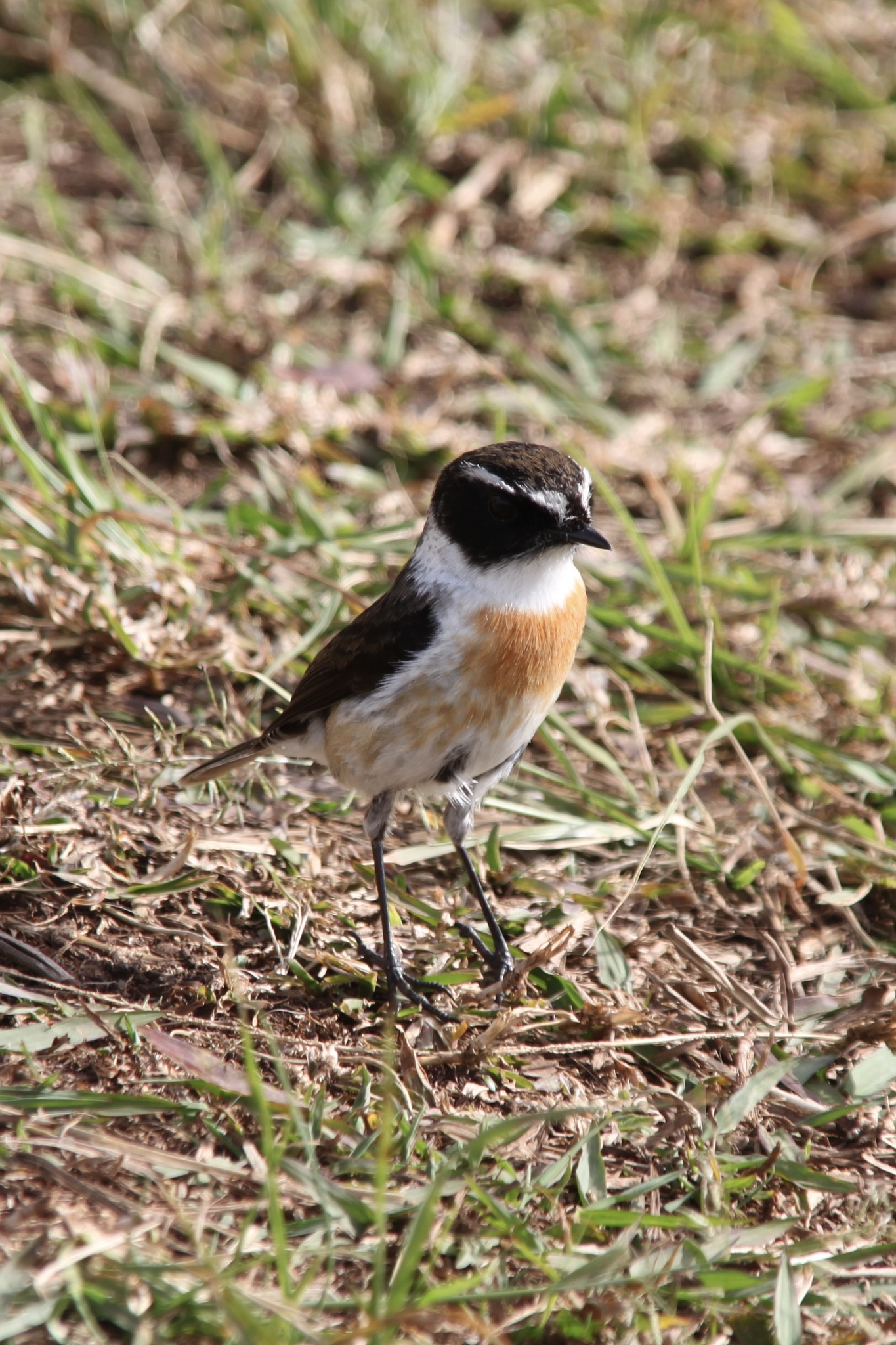 Reunion Stonechat illustration