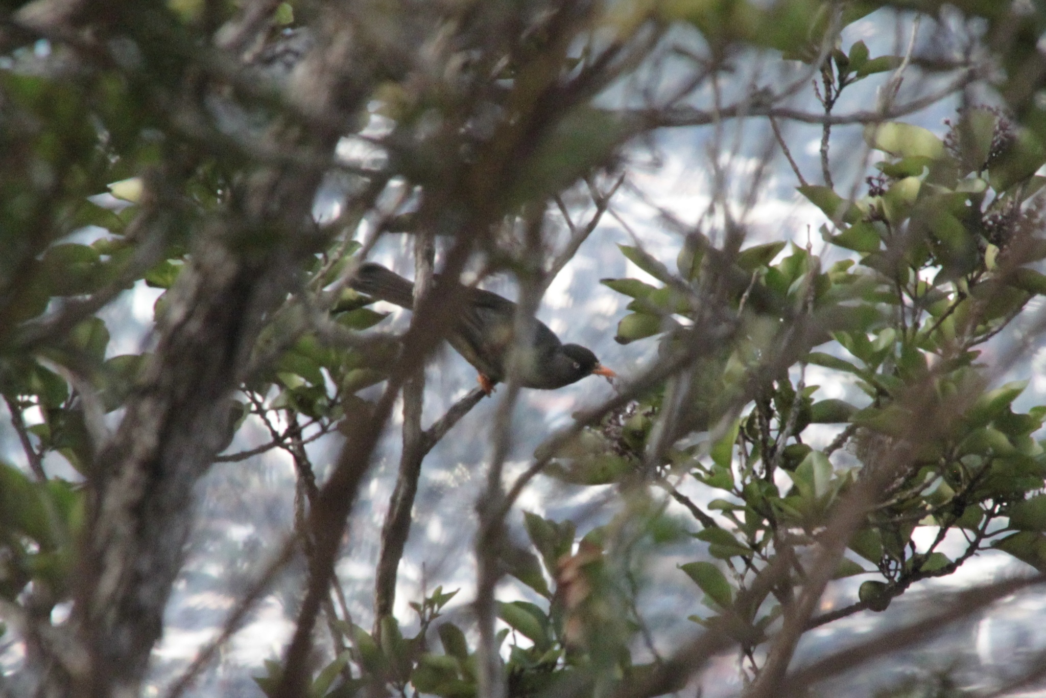 Reunion Bulbul (Hypsipetes borbonicus), photo 10