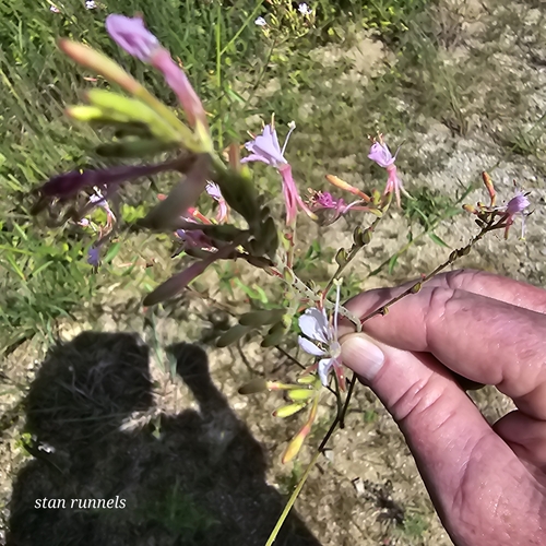 Image of Oenothera filiformis by no rights reserved
