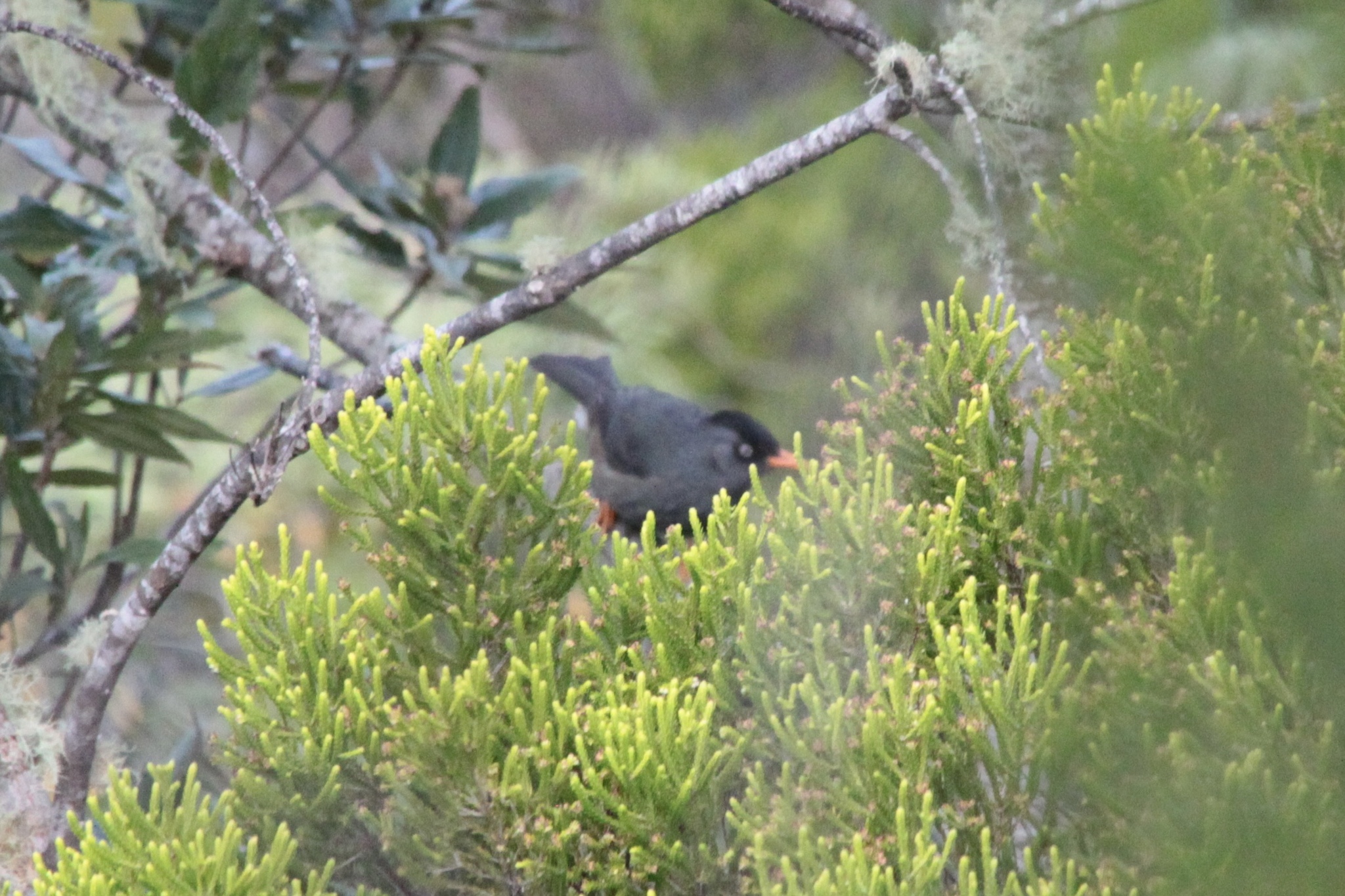 Reunion Bulbul (Hypsipetes borbonicus), photo 8