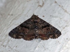 Toxonprucha diffundens